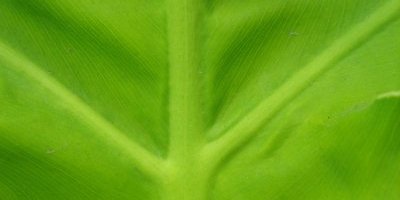 Le Foie et les plantes hépatobiliaires