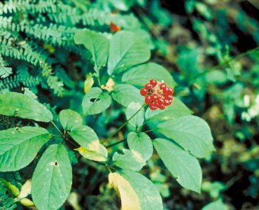 LE GINSENG (Ginseng Panax Meyer)