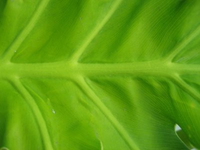 Le Foie et les plantes hépatobiliaires