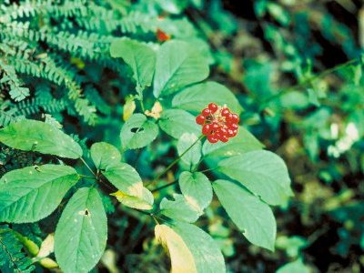 LE GINSENG (Ginseng Panax Meyer)
