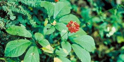 LE GINSENG (Ginseng Panax Meyer)