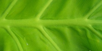 Le Foie et les plantes hépatobiliaires