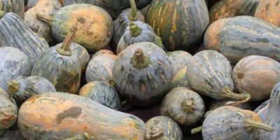 Les extraits de pépin de courge